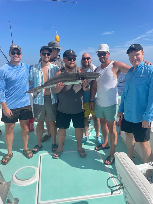 Cobia Fishing in Miami Beach, Florida