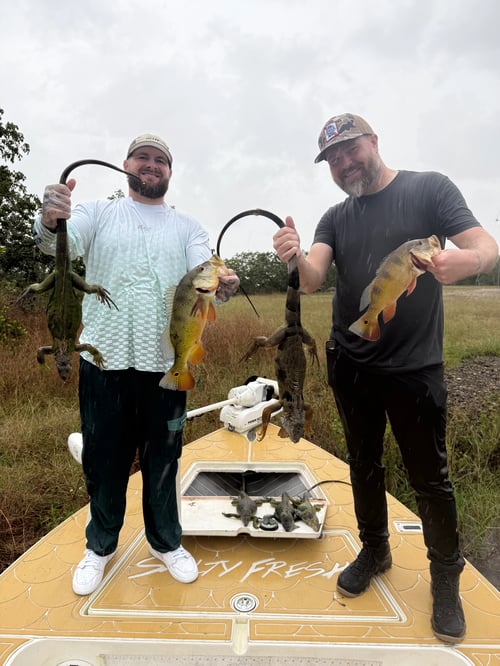 Peacock Bass + Iguana Cast & Blast