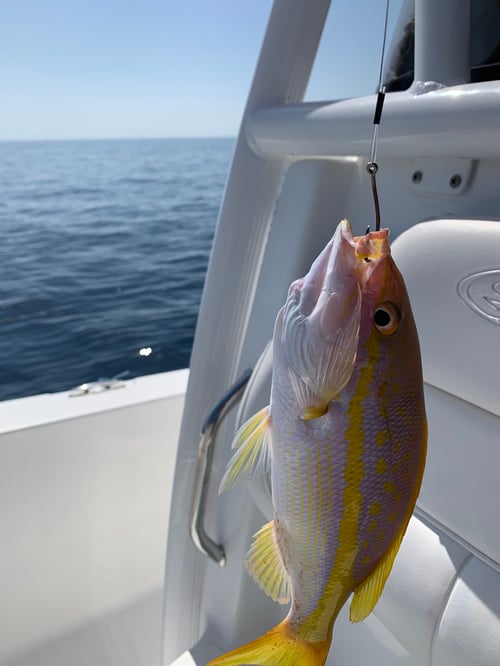 6 Hour Offshore