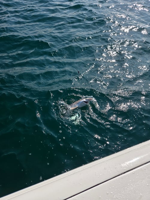 Prestige Anna Maria Sound