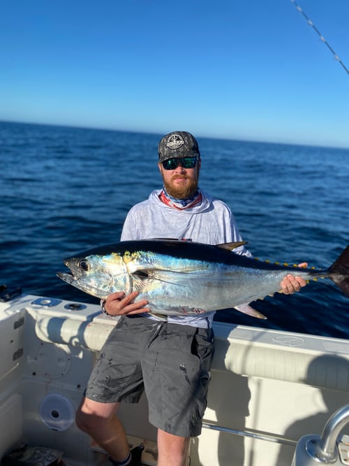 Bluefin tuna