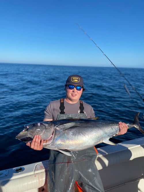 Bluefin tuna