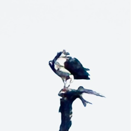 Birding