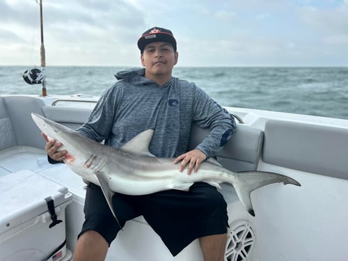 Shark Attack
