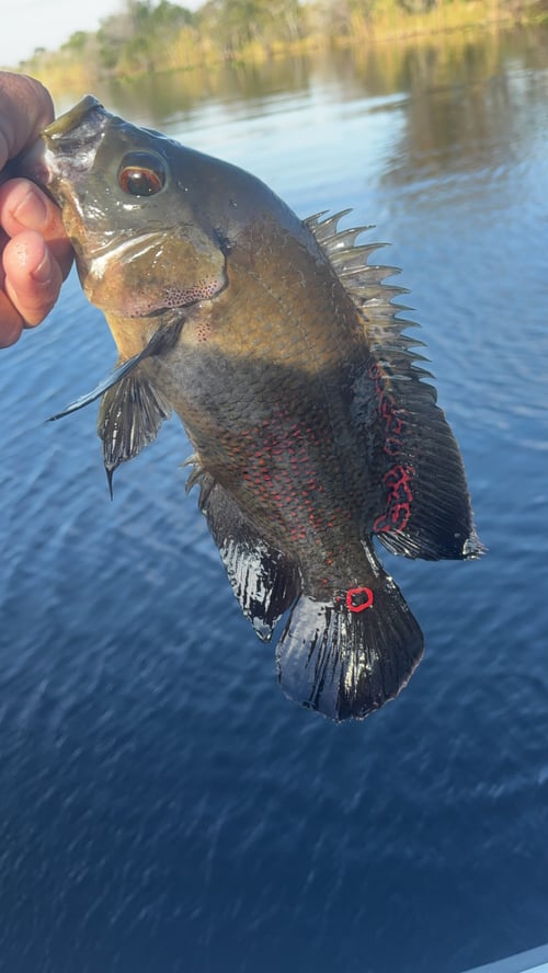 Cichlid Fishing in Clewiston, Florida