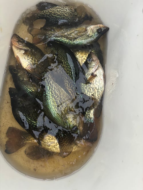 Black Crappie/ Pan fish Meat trips