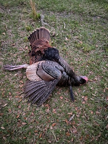 Osceolas (Only Pay If You Shoot)