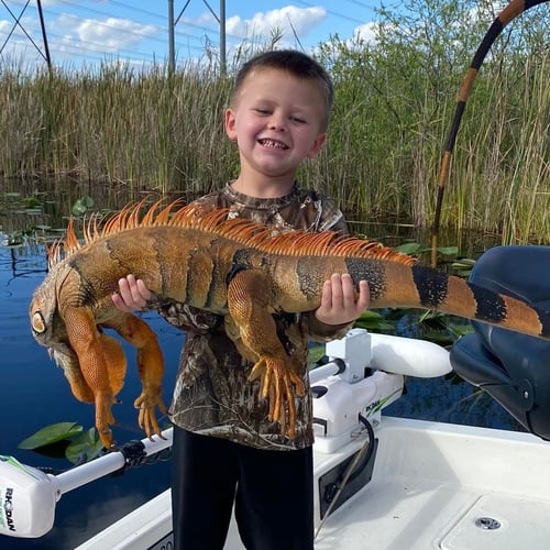 Iguana Hunting in Plantation, Florida