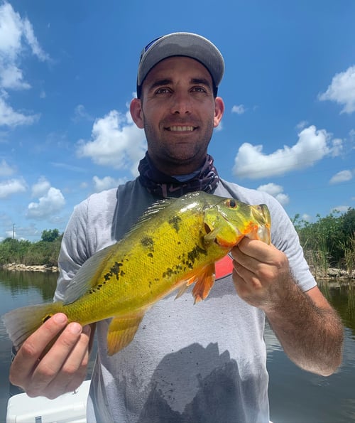 Peacock Bass Fishing in Plantation, Florida