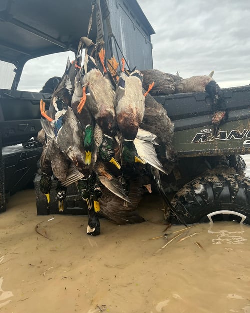 Duck w/ lodging half day