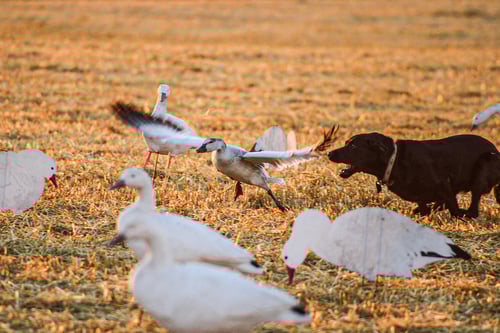Goose w/ Lodging half day