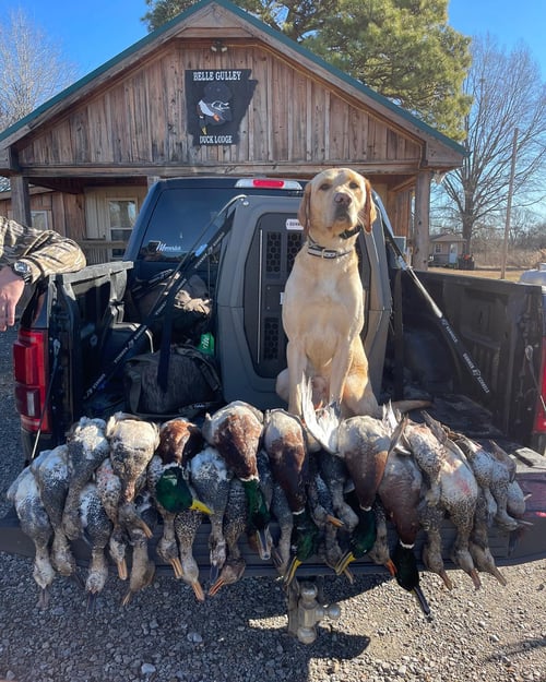 Duck and Goose w/ Lodging