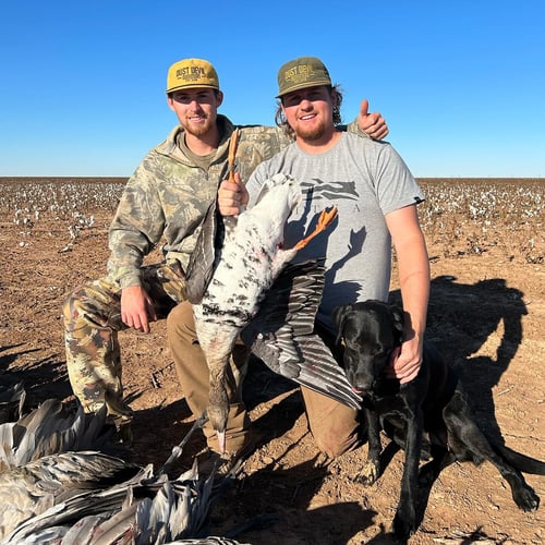 Texas Panhandle Goose Hunt
