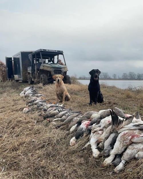Goose Hunts w/ Meals & Lodging