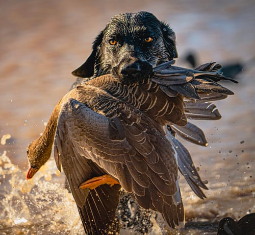 Goose Hunts w/ Meals & Lodging