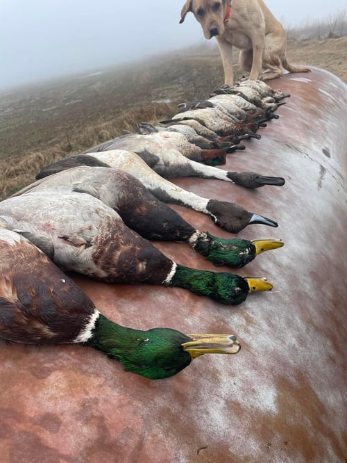 Morning Duck Hunts