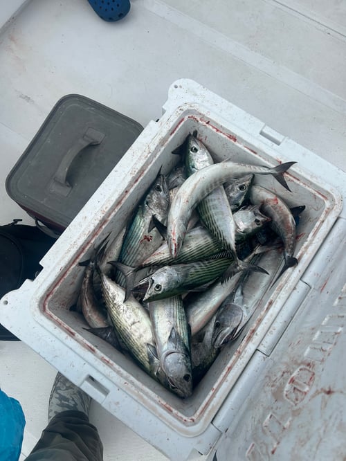 4 hour Nearshore Trip