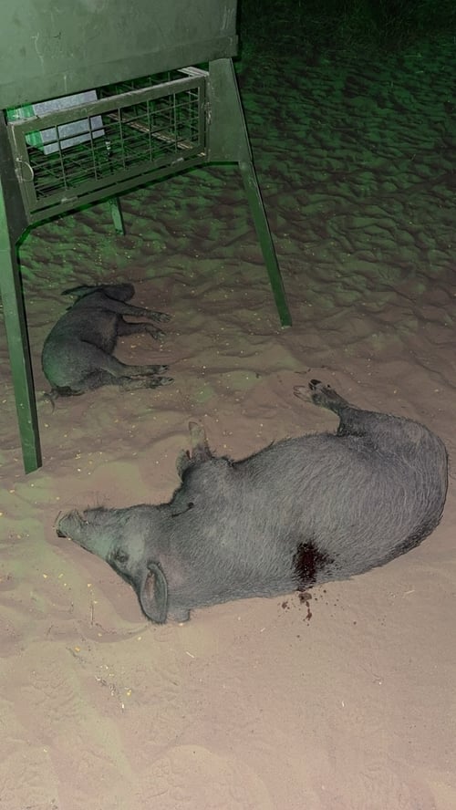 WILD HOG HUNT w/ lodging (2nights)