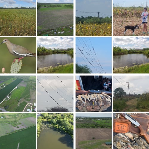 DOVE HUNTING - San Antonio area