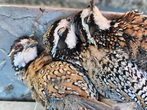 Quail Hunting 3 days 4 nights