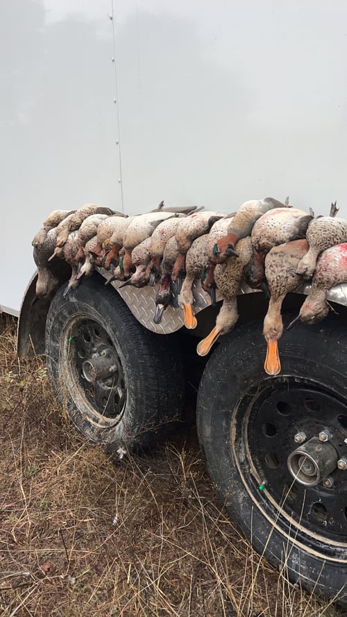 Central Texas Ducks