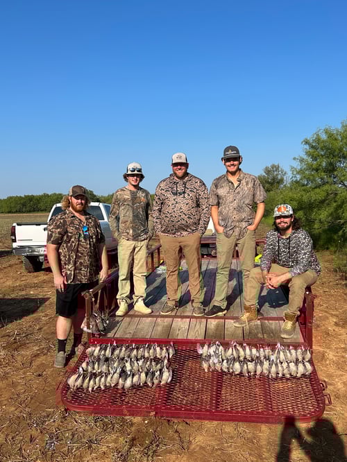 Central Texas Dove Hunts