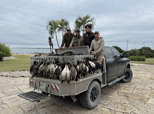 Central Texas Dove Hunts