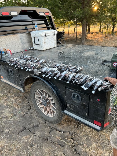 Central Texas Dove Hunts