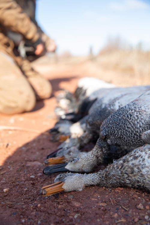 Premier TX Duck Hunt