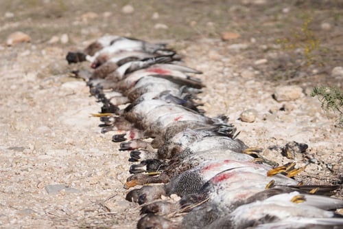 Premier TX Duck Hunt