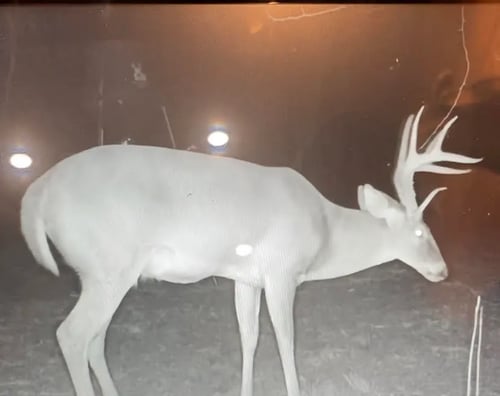 Trophy Whitetail Deer w/ Lodging