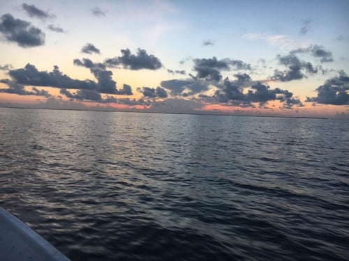 Shrimp Trawling Adventure