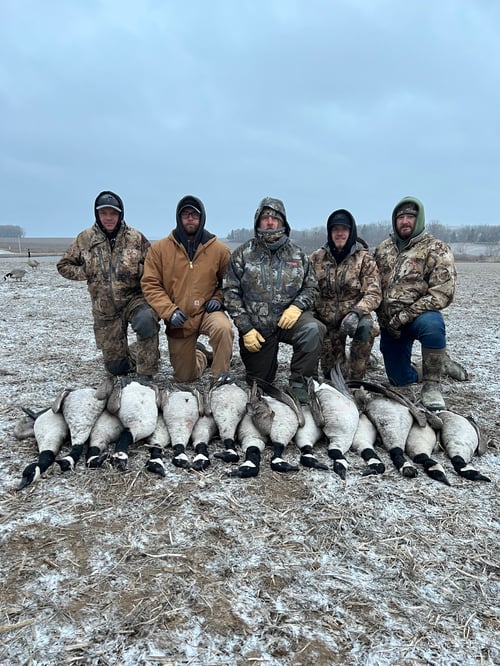 Guided Canada Goose Hunts in Minnesota