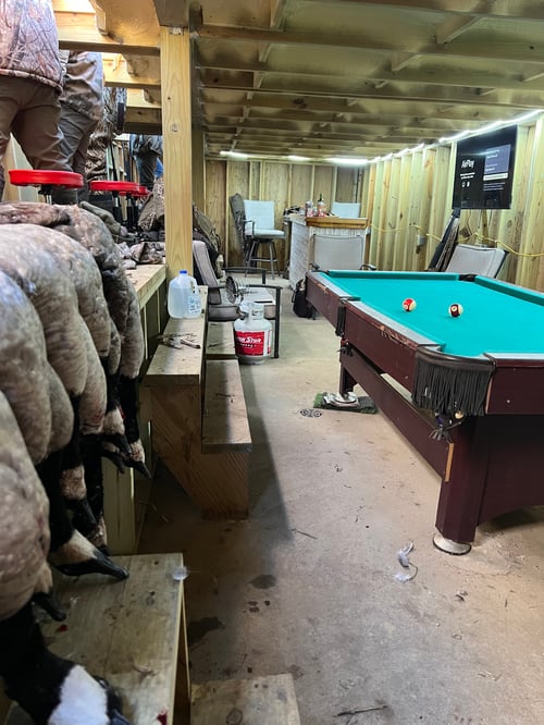 Guided Canada Goose Hunts in Minnesota