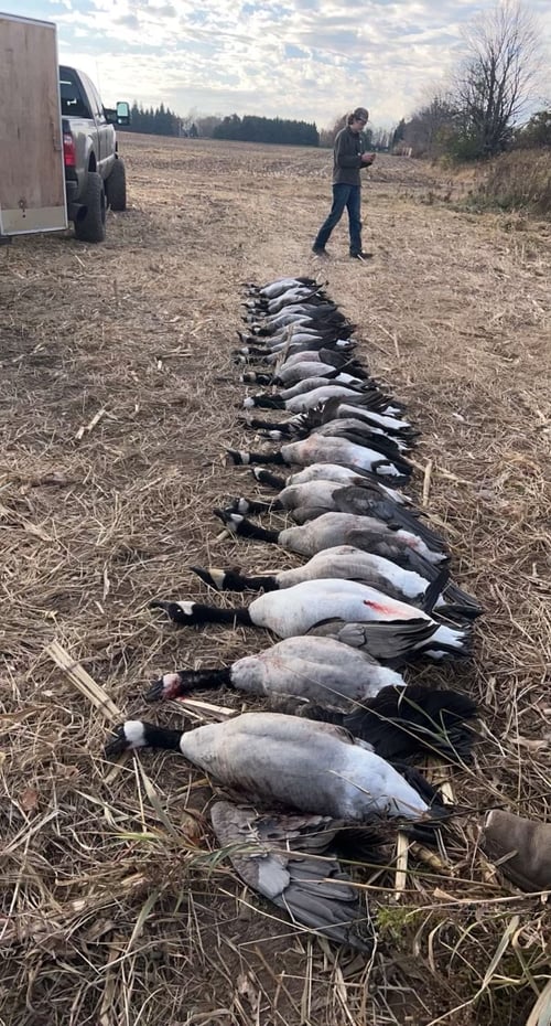 Wisconsin Early Season Guided Goose Hunts