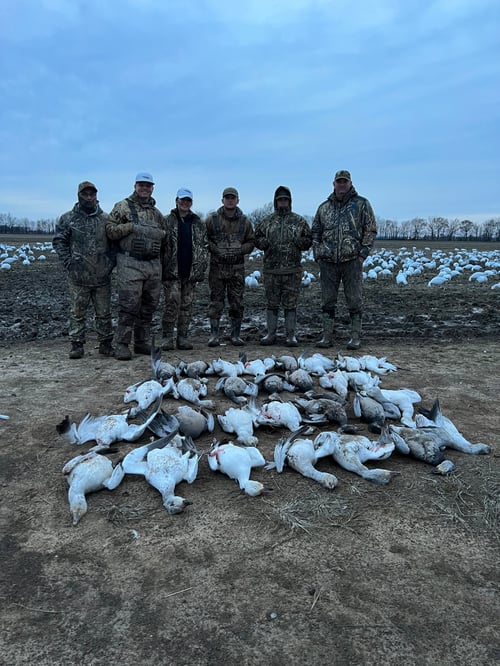 Arkansas Spring Snow Goose Hunts