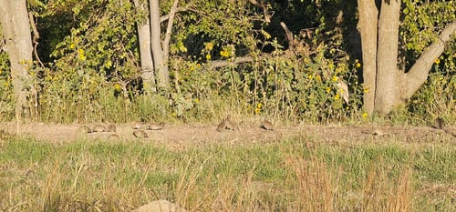 Northwest Oklahoma Quail Hunts