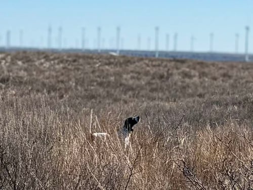 Northwest Oklahoma Quail Hunts