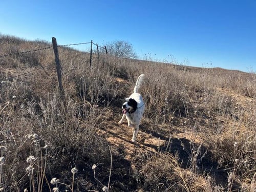 Northwest Oklahoma Quail Hunts