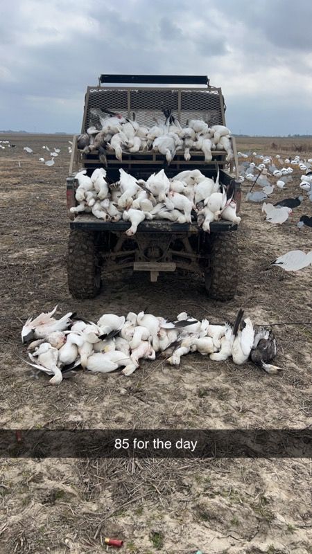 Goose Hunts W/ Lodging Available