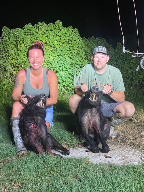 Hog Hunting in Fort Lauderdale, Florida