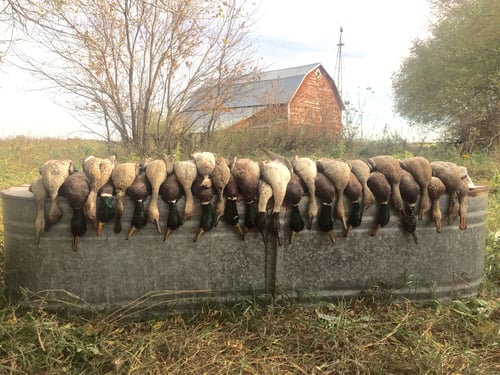 Arkansas Fall Duck and Goose Hunts
