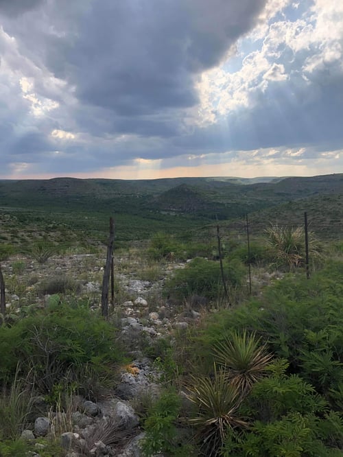 West Texas Dove Hunts