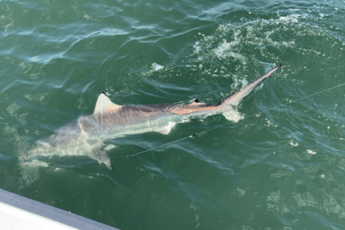 Summer Time Reds & Sharks