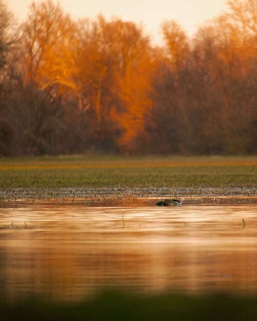 AR Ducks w/ Lodging | Jackson Lodge