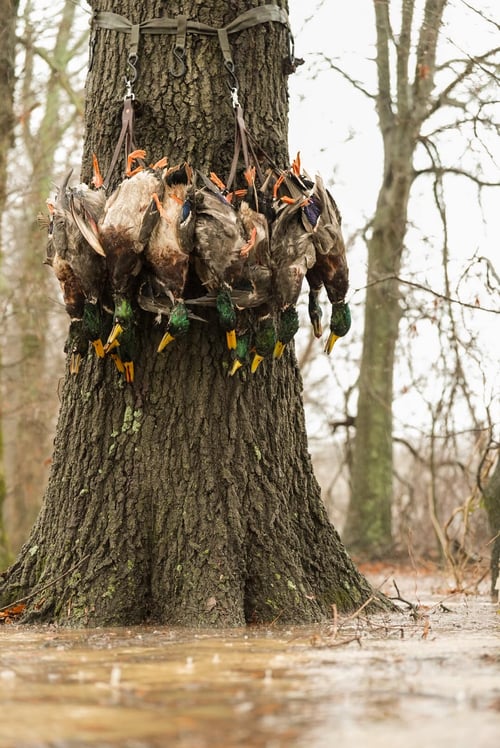 Mallard Hunting in Hickory Ridge, Arkansas