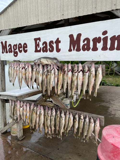 Lake Erie Trophy Walleye Trip