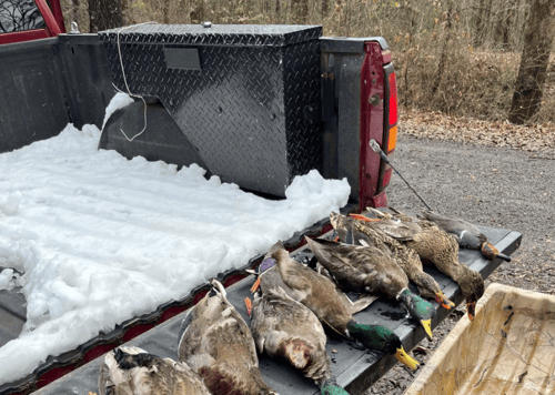 Deering, Missouri Duck Hunts