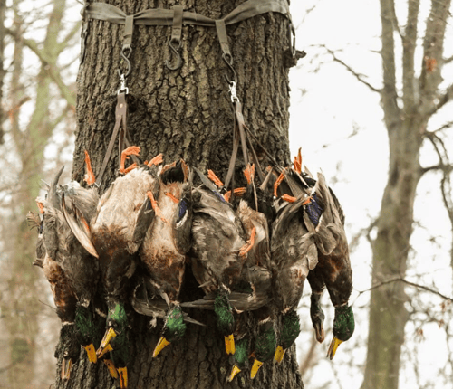 Deering, Missouri Duck Hunts