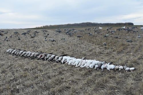 Deering, Missouri Goose Hunt